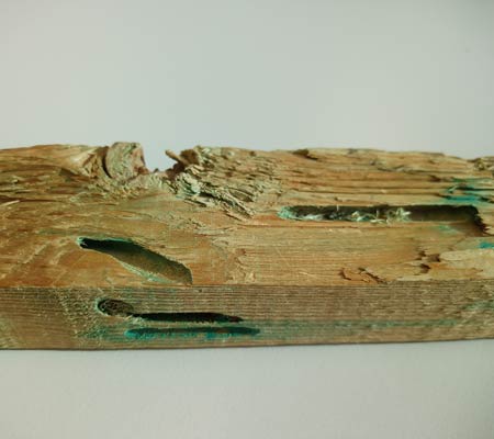 Holzwurm